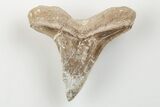 Cretaceous Ginsu Shark (Cretoxyrhina) Tooth - Kansas #203314-1